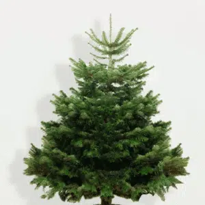 Premium klasės kėnis kirstas (200 - 230 cm)