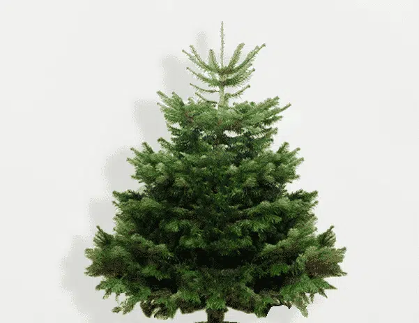 Premium klasės kėnis kirstas (140 - 150 cm)