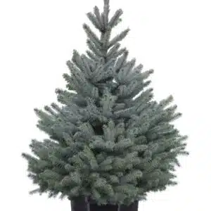 Sidabrinė eglutė vazone (80 - 100 cm)